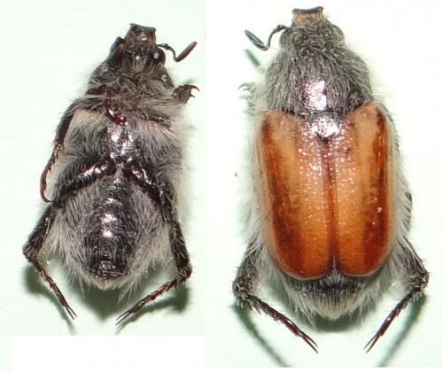 Dicranoplia deserticola